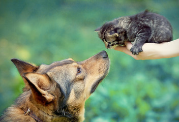 Big dog and little kitten in female hands sniffing each other ou