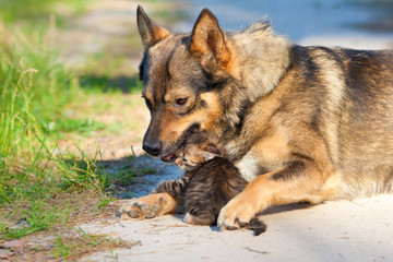 Big dog hugging little kitten outdoor