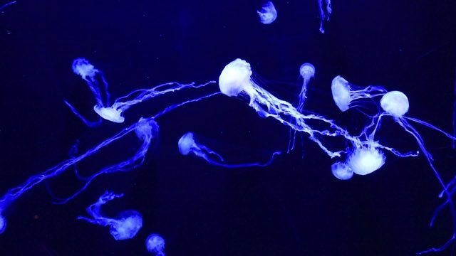Beautiful jellyfish moving slowly in aquarium