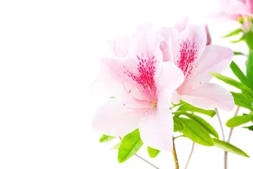 Keuken spatwand met foto Pink azalea flowers © AQ-taro Images
