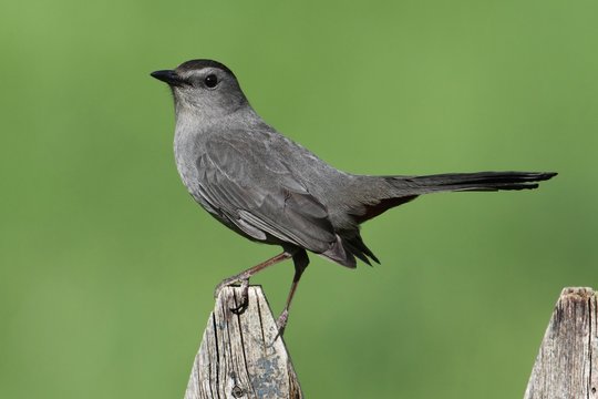 Gray Catbird (Dumetella carolinensis)