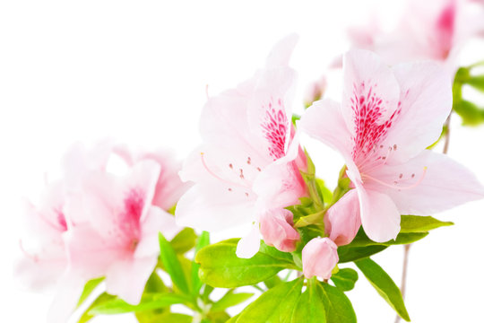 Pink azalea flowers