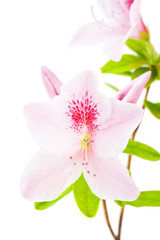 Pink azalea flowers