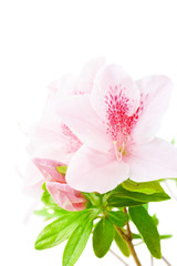 Pink azalea flowers