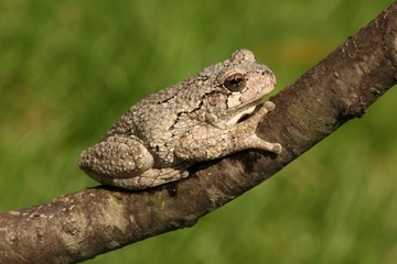 Gray Tree Frog (Hyla versicolor)