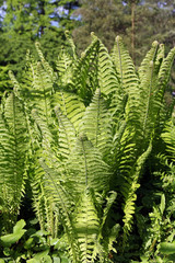 young green fern