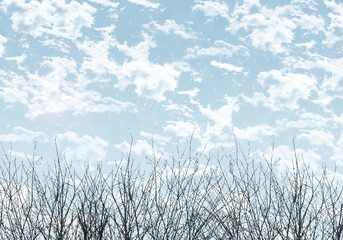 Obraz premium 空と木背景・冬空