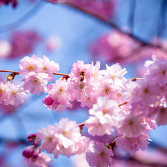 Fototapeta premium Beautiful Cherry blossom , pink sakura flower
