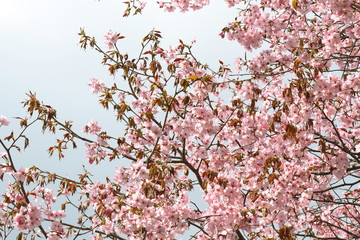 さくら　sakura