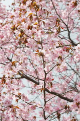 さくら　sakura