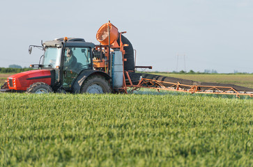 spraying wheat in spring
