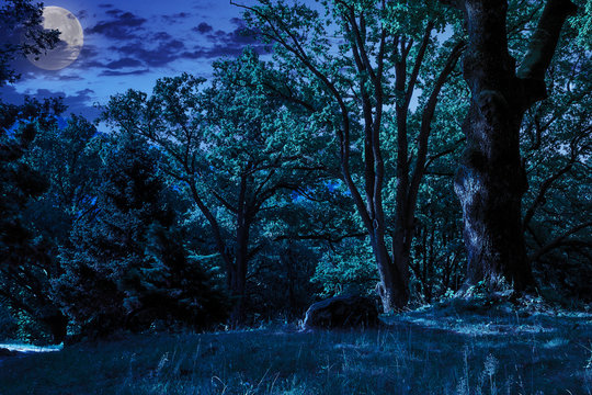 Fototapeta forest glade in  shade of the trees at night