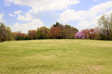 Fototapeta na wymiar Lawn field with colorful trees