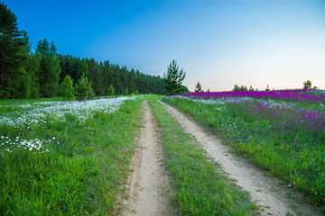 Fototapeta na wymiar rural landscape with a blossoming meadow and the road