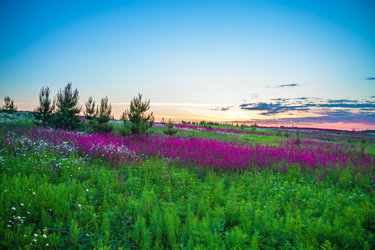 summer sunrise over a blossoming meadow