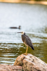 Heron on Rock Vert