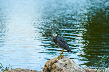 Heron on Rock Centre