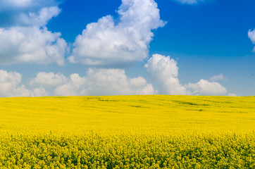Obraz premium Clouds over a yellow field