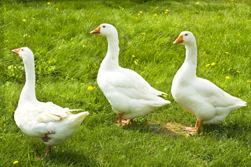 Three gooses