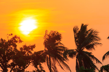 sunset sky and cloud silhouette coconut tree