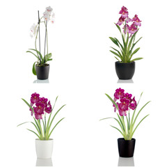 Beautiful orchid flowers in a flowerpot