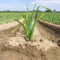 junge Zwiebeln auf dem Feld in der Landwirtschaft