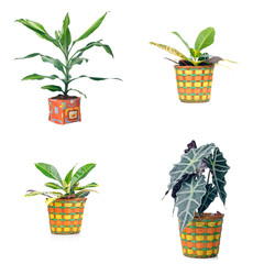 Houseplants