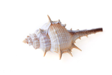 sea shell