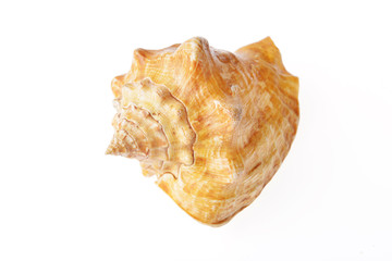 sea shell