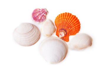 sea shells