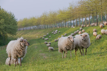 Fototapeta premium sheep on a hill