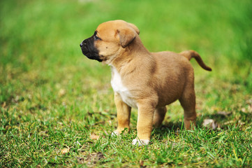 puppy belgian shepherd malinois