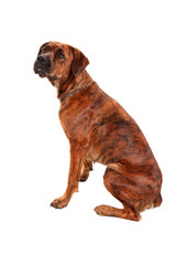 Boxer dog in front of white background