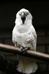 White parrot