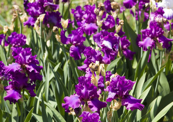 Fototapeta premium Violet irises