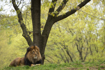 male lion on forest savana background