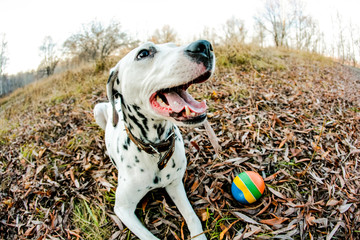 Dalmatian dog