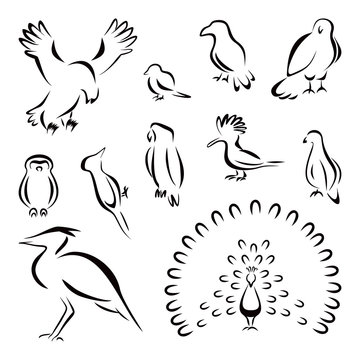Collection of different birds black icons
