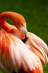 Papier Peint photo Lavable Flamant Kuba Flamingo scrute ses plumes