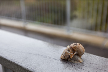 snail