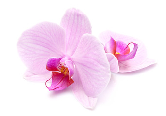 Naklejka na ściany i meble magenta orchid