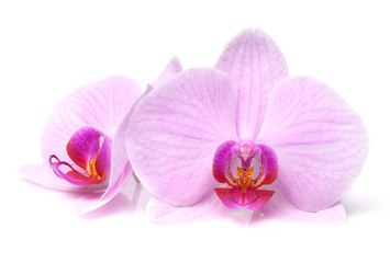 Fototapeta na wymiar magenta orchid