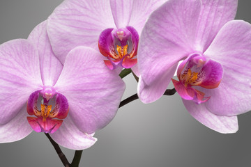 magenta orchid