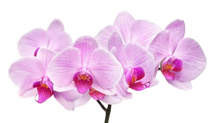 Papier Peint photo Lavable Orchidée orchidée magenta