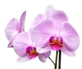 Naklejka na ściany i meble magenta orchid