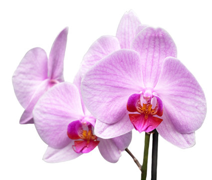 magenta orchid