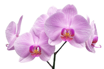 Obraz na płótnie Canvas magenta orchid