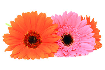Gerbera Flower Isolated on White Background