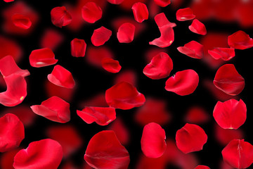 Beautiful red rose petals on dark background