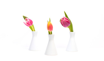3 Tulpen